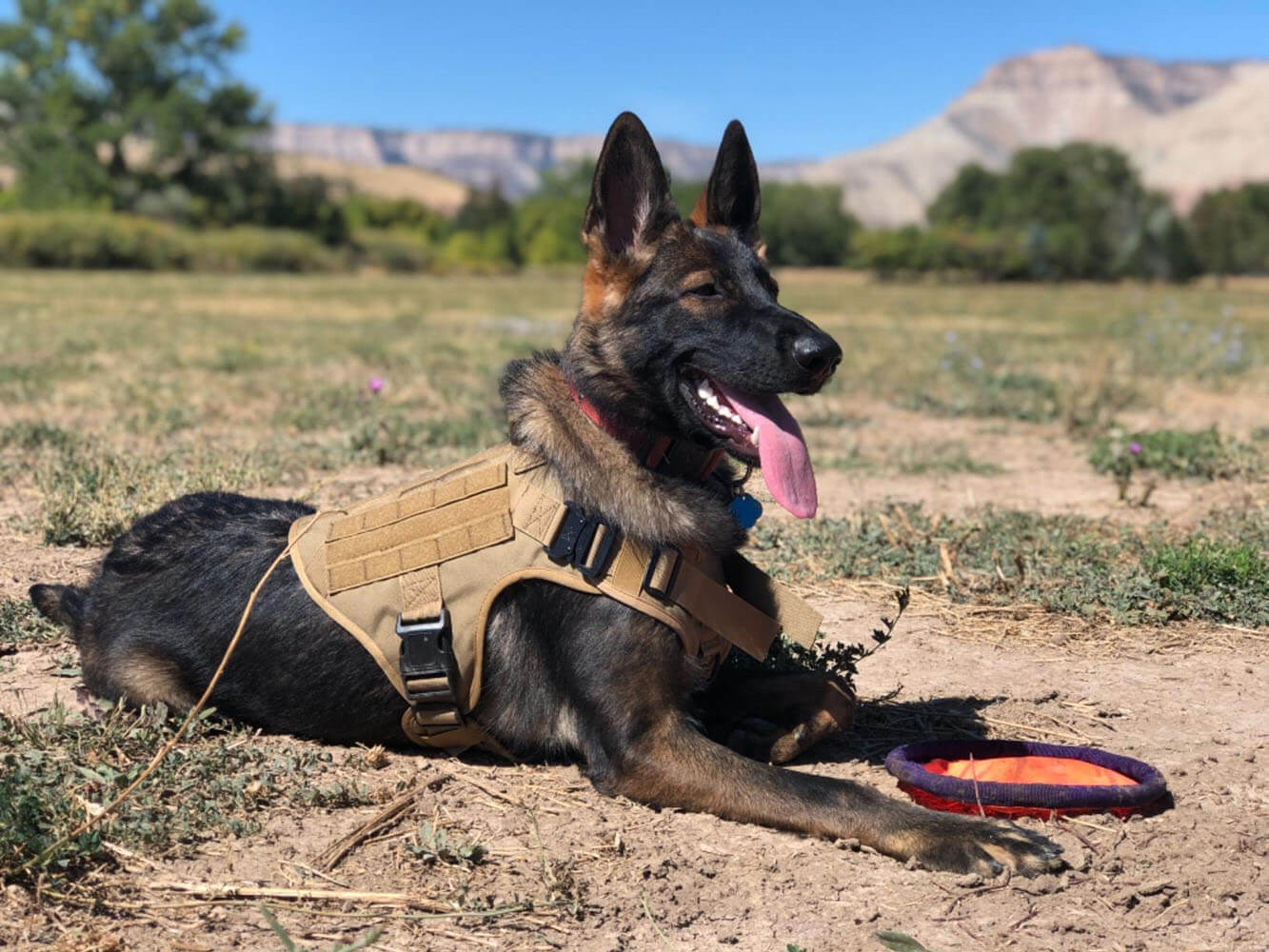 k9 Tactical Dog Harness