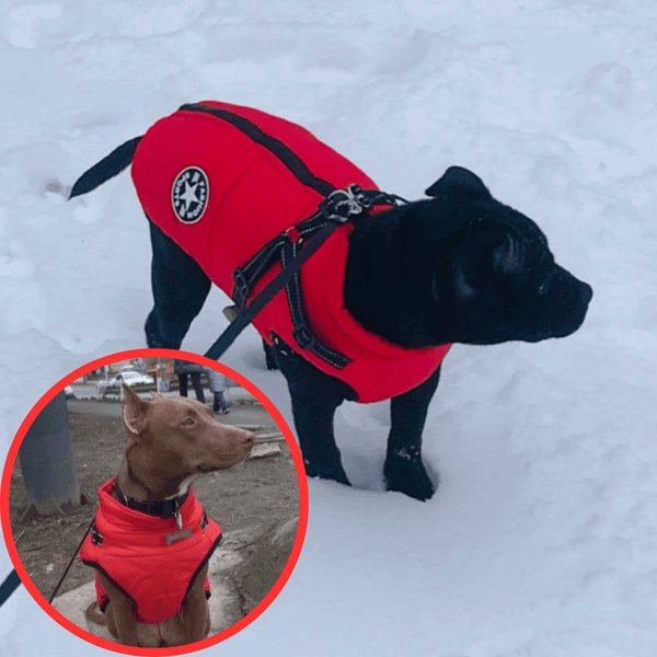 Wowpetsmart® - Waterproof Winter Dog Jacket with Built-in Harness